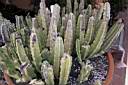 STAPELIA INCOMPARABILIS.jpg